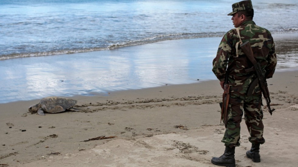 En av de tusentals sköldpaddor som lade ägg på stränder i Nicaragua i helgen, och en av de militärer som var på plats för att skydda dem.