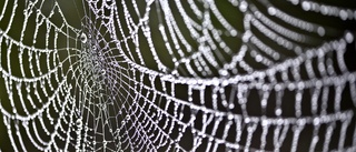 Spindeltråd och mörkerseende i all ära – forskningen missar något viktigt från naturen!
