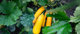 Zucchini från Ica kan innehålla salmonella • Kan utgöra hälsofara