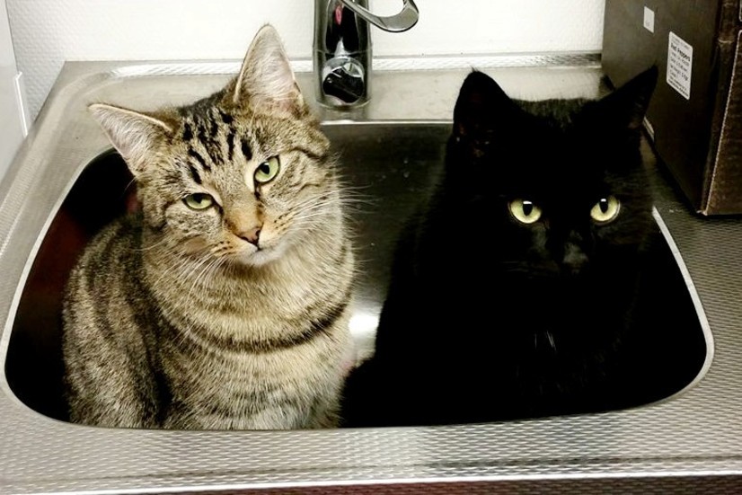 När de är lite uttråkade sätter sig Alice och Assar i tvätthon. Det betyder: "Nu vill vi ha såna där kattgodisar som du har  på en hylla här ovanför".
