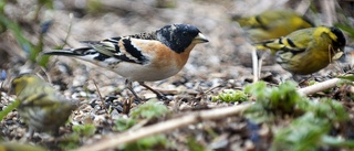 Invasionsfågel överraskar - vanligaste fågeln i Uppland 