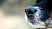 Vimmerbybo vill se kommunal hundrastgård: "Det skulle behövas en som är större"