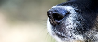 Vimmerbybo åtalas för djurplågeri – ska ha utsatt sin hund för svårt lidande
