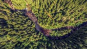 Ledare: Sluta beslagta skogarna
