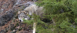 Norrbotten: Slagbjörnen visade sig vara en varg