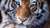 Djurparken hittade blödande tiger – stängde anläggningen: "Hela gruppen under observation"