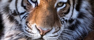 Djurparken hittade blödande tiger – stängde anläggningen: "Hela gruppen under observation"