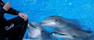 Bli delfinskötare i djurparken