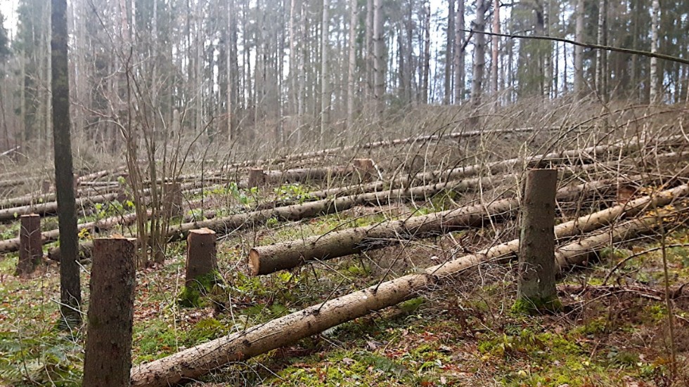 Tänk så många bon, ungar och ägg som förstörs i dagens skogsbruk, skriver signaturen "Gammal jord och skogsare"