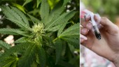 Knarkhärvan växer: Vimmerbybor misstänks ha odlat och sålt 20 kilo cannabis • Knarket värt miljoner på gatan 