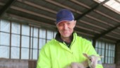 De hjälper gotländska lammägare – fulltecknade kurser