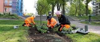 Nu byter Motala vår mot sommar – "De kommer blomma i vitt och blått"