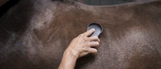 Hästar får inte gå ute – ägaren riskerar vite på 35 000 kronor 