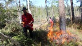 Han satte skogen i brand – för 53:e gången • "Det har aldrig hänt någon katastrof hittills"