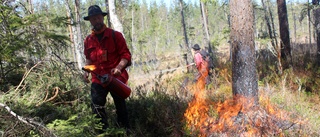 Han satte skogen i brand – för 53:e gången • "Det har aldrig hänt någon katastrof hittills"