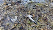 Döda fiskar på badstränderna – det är förklaringen