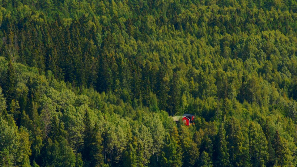 Det finns en hel del skog i Sverige. Betydligt mer än för 100 år sedan; det är ett av budskapen från dagens debattörer. 