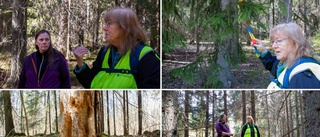 Hundraårig sagoskog hotas – oron: "Kan bli ett stort kalhygge"