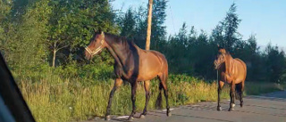 TV: Två morgonpigga hästar strövade fritt på landsvägen
