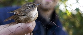 Värmen förändrar Sveriges fågelfauna