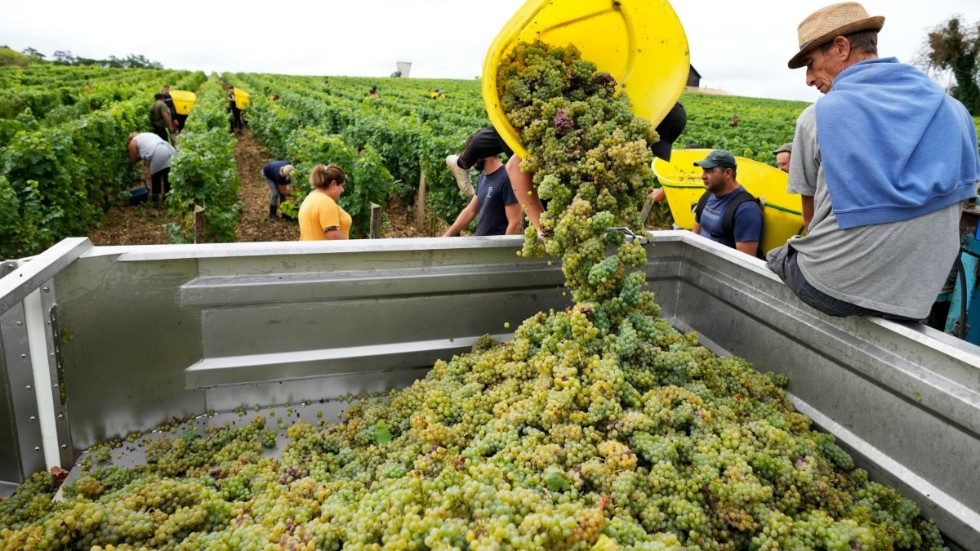 Arbetare samlar druvor på en vingård i södra Bordeaux. Arkivbild.
