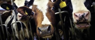 Flera hundra kor utsatta för salmonella