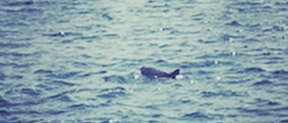 Delfin sågs vid Kälmö