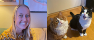 Så följs nya kattlagen – i Nyköping, Oxelösund, Gnesta och Trosa