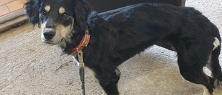 Hunden Asta vildsvinsbiten – for i ilfart för operation