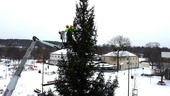 Årets julgran mitt i stan – 420 lampor och 13 meter hög