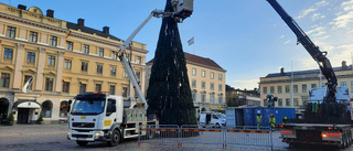 Julen är räddad: här anländer jättegranen till torget 