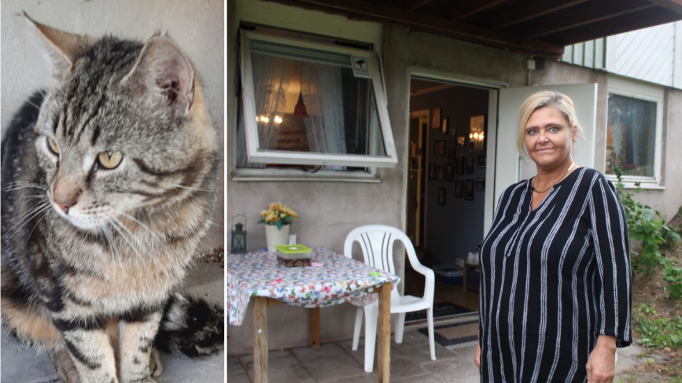 Malin Larsson hjälper hemlösa katter i Hultsfred. Katten på bilden har nu fått hjälp med medicin och kastrering efter en ekonomisk insamling.