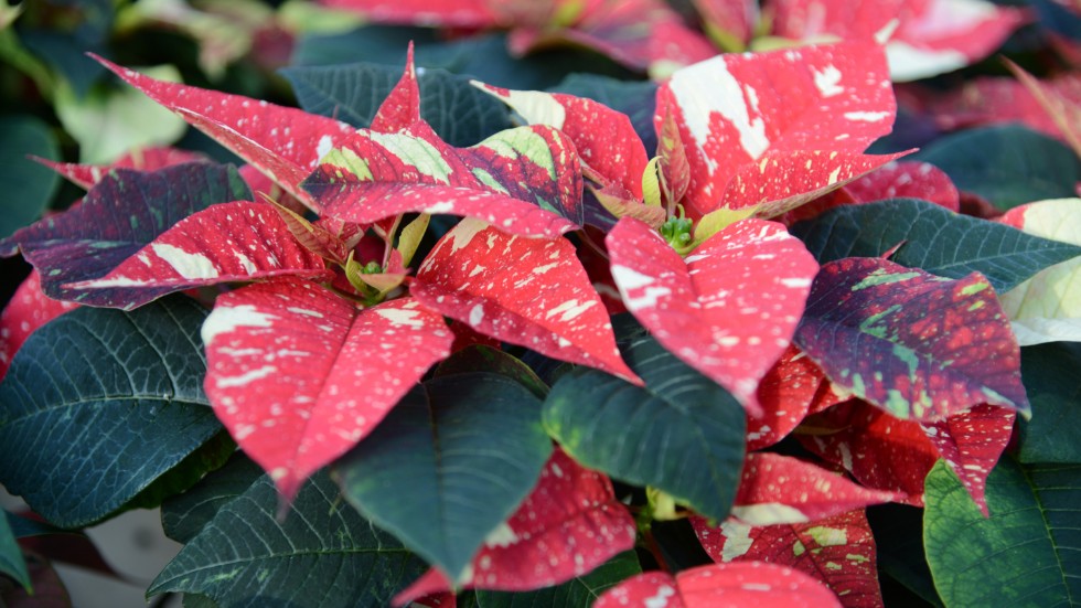 Växtskyddsmedlet Vertimec används bland annat för att skydda prydnadsväxter som julstjärnor mot insekter. Arkivbild.