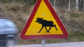 Älg sprang in i butik – fick skjutas