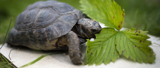 Forskarnas förvåning – växt var sköldpadda