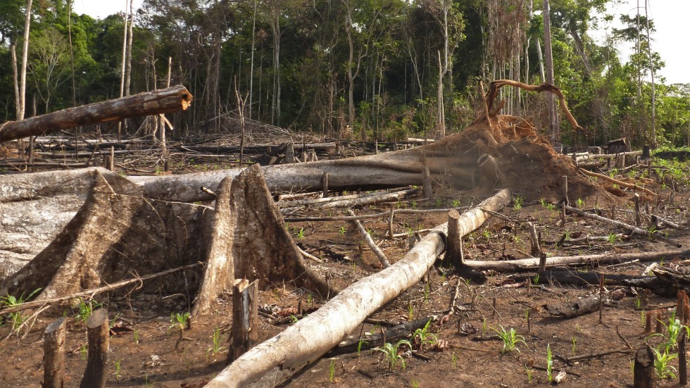 Avverkning och röjning av låglandsregnskog i Madre de Dios i Peru.