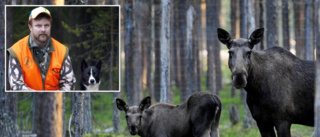 Få älgar skjutna på jakten i Norrbotten