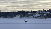 Han filmade varg på Lidingö – "svårt att tro"