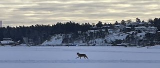 Han filmade varg på Lidingö – "svårt att tro"