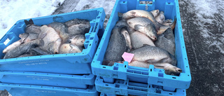 Mysteriet: Sex lådor med stora fiskar på gatan i Lindö