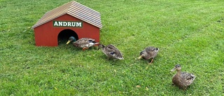 Kvack kvack! Änderna flyttar in i sitt nya andrum