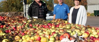 Rekordstora mängder fallfrukt i Linköping