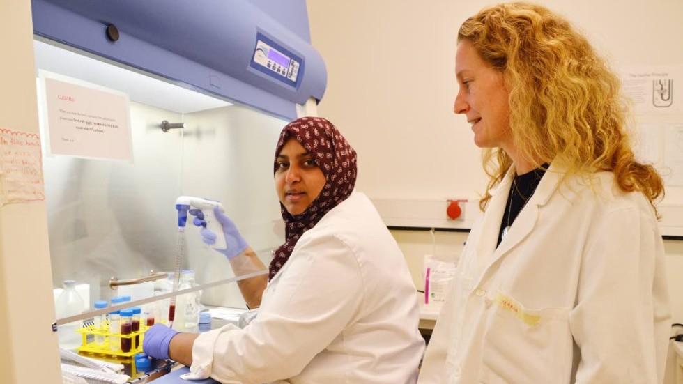 Maria Lerms doktorand Sadaf Kalsum renar fram immunceller från givarblod.