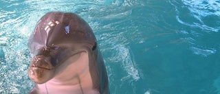 TV: Häng med vinnarna in i delfinariet