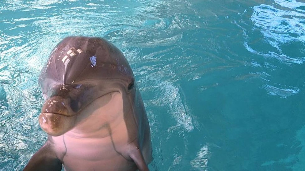 Insändarskribenten sörjer att Kolmårdens delfiner ska få flytta.
