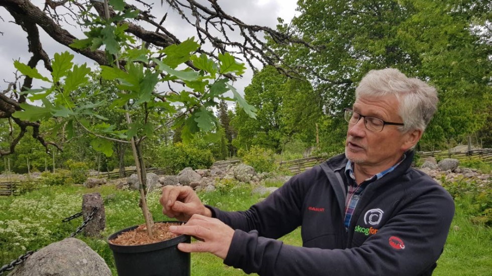 Bo Karlsson på Skogforsk berättade att man har använt samma teknik som man gör när man ympar äppelträd.