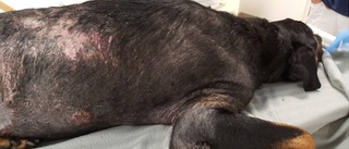 Hund var sjuk länge – fick ingen vård