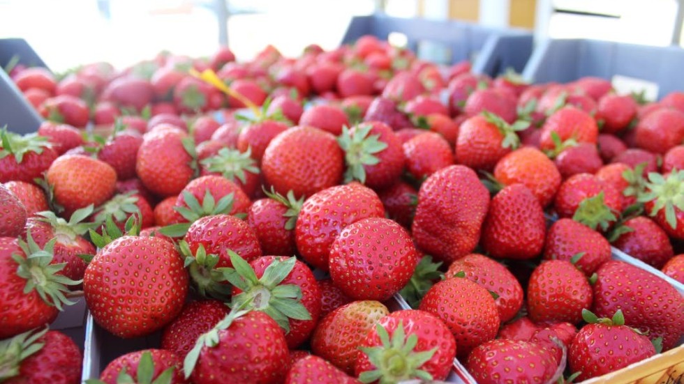 "Den jordgubbsorten som finns under och innan midsommar är nästan slut", säger Isabelle Kubrak.