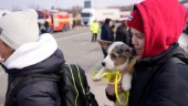 Oro för rabies när husdjuren flyr Ukraina