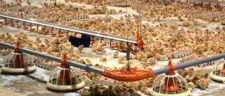Skärp kraven vid köp av kyckling